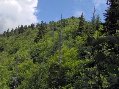 Mixed spruce-fir and northern hardwood forest on the upper western slope of Waterrock Knob (el. 6,292ft/1,918m) in the Plott Balsams of Western North Carolina, USA. This view is from a cliff just off the Waterrock Knob Trail. The dead trees are Fraser firs killed by the balsam woolly adelgid.