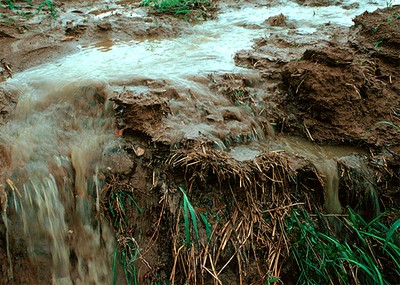 Runoff of soil & fertilizer.jpg