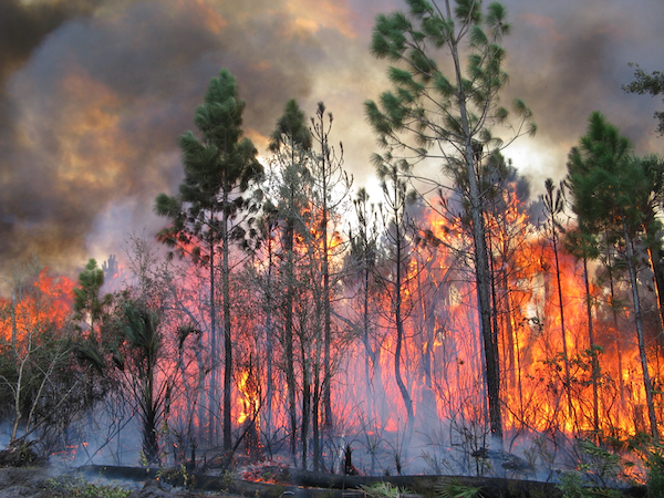 The 800-acre Buck Lake Wildfire began in the Buck Lake Conservation Area, Florida on February 21, 2011. Credit: Steve Miller
/key-issues/wildland-fire/fire-mapping/regional-fire-mapping/se-firemap/se-firemap-collection/