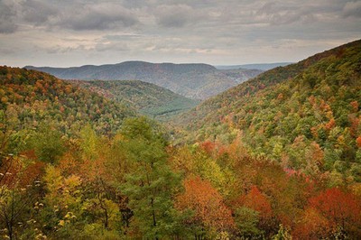 W.VA Forest