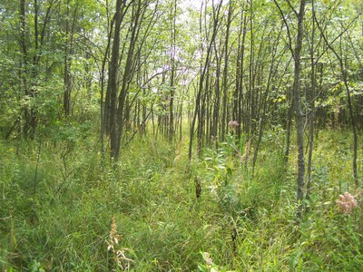 forestsuccession_02.jpg