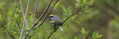 Golden winged warbler 