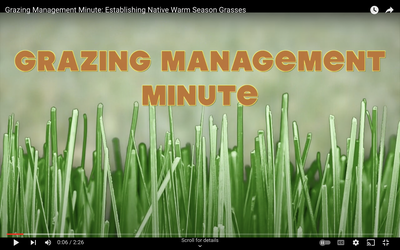 Grazing Management Minute: Establishing Native Warm Season Grasses
