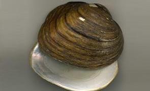 Colorado River Mussels