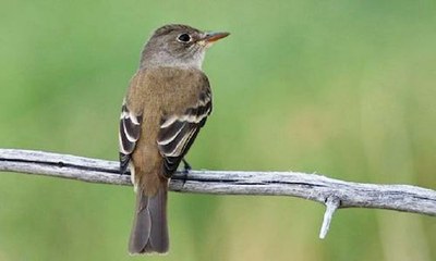 Southwestern Willow Flycatcher