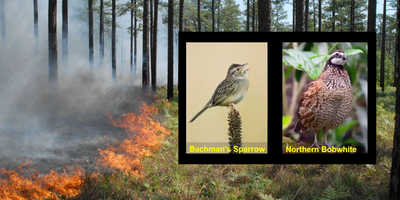 Growing-Season Prescribed Fires and Ground-Nesting Birds: Answers for Longleaf Restoration