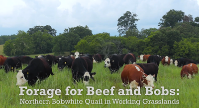 Forage for Beef and Bobs