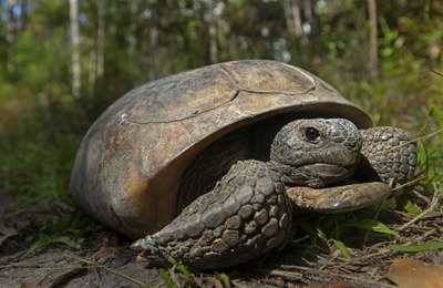 Gopher tortoises in Southern states deserve federal protections, groups say