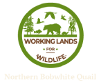 Northern Bobwhite logo