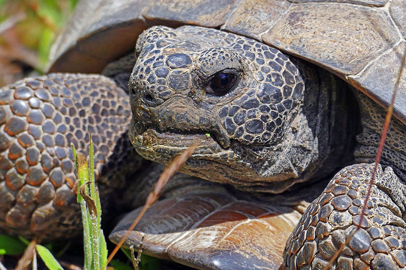 Gopher Tortoise