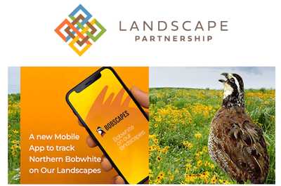 Landscape Partnership Newsletter-Announcing Bobscapes: A Mobile App To Track Northern Bobwhite On Our Landscapes