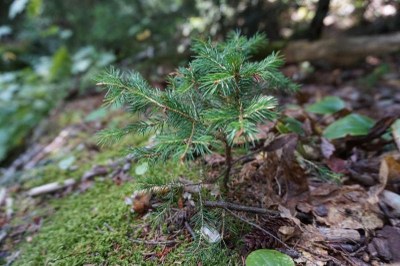 New Handouts Summarize Tree Species Responses to Climate Change