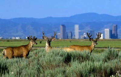 Urban Wildlife Initiative Engages Communities