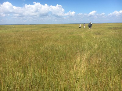 Salt marsh modeling coupled with hydrodynamic modeling