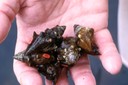 Spiny river snails which are tagged for release in the Upper Tennessee River Basin.