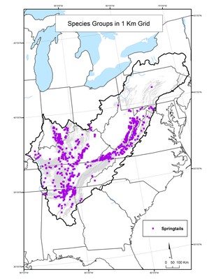 Springtail Species Distribution by 1 km Grid