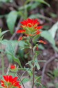 scarlet Indian paintbrush_squamatologist_2010_Macon Co. NC.jpg