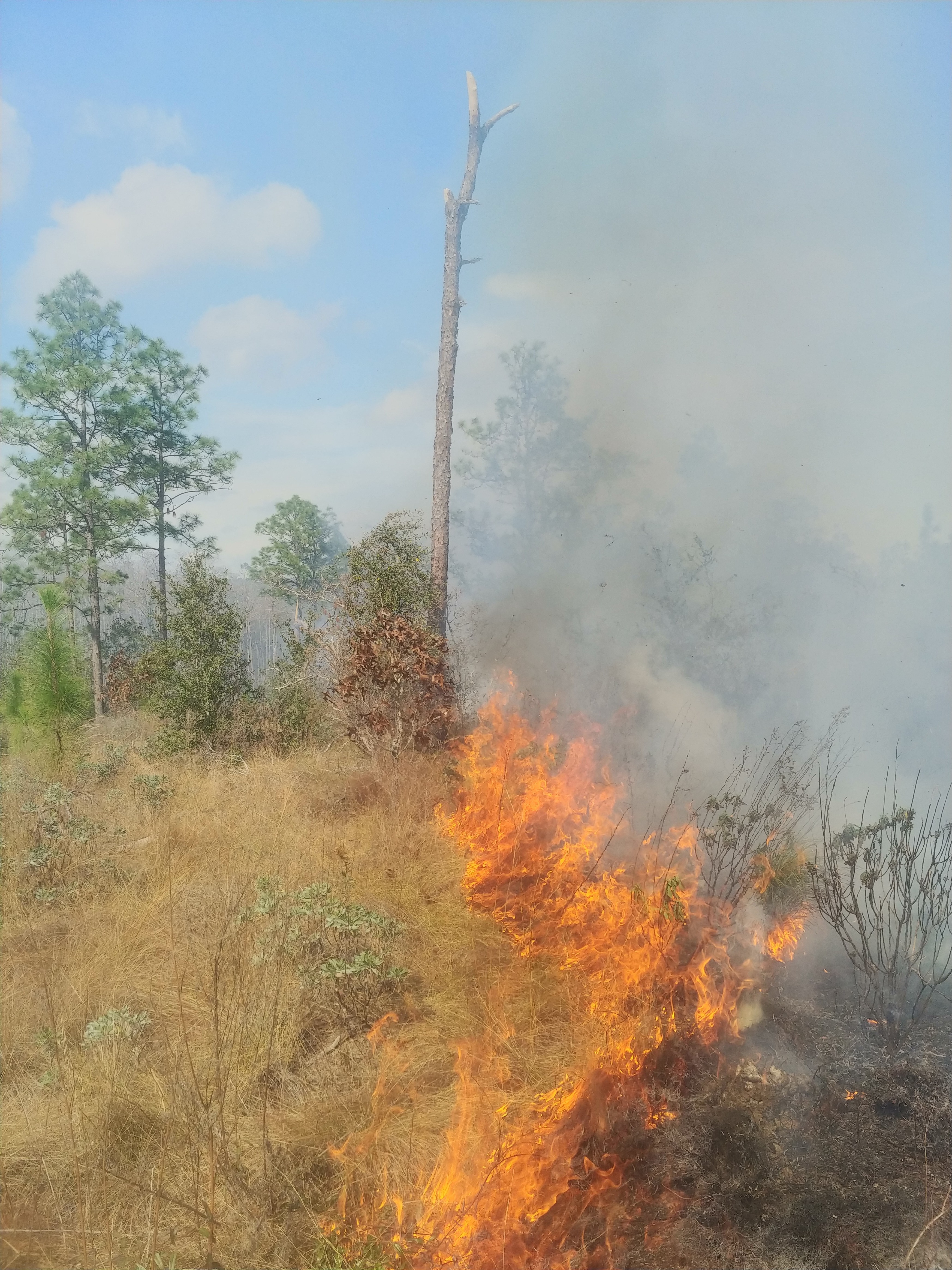 Prescribed Burn-Here It Comes!