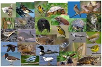 Landscape Capability for Representative Species
