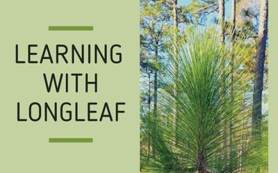 Learning with Longleaf