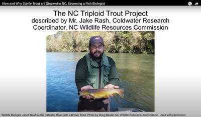 Coldwater Research Career Connection: North Carolina Triploid Trout Project