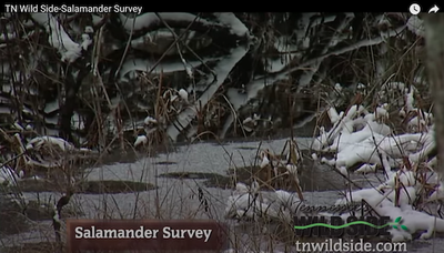 TN Wild Side - Salamander Survey