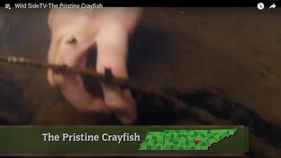 TN Wild Side - The Pristine Crayfish