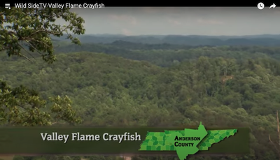 TN Wild Side - Valley Flame Crayfish